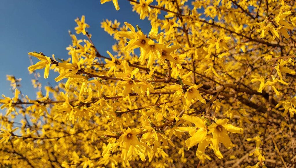 La forsizia, o l'arte fiammeggiante di annunciare la primavera