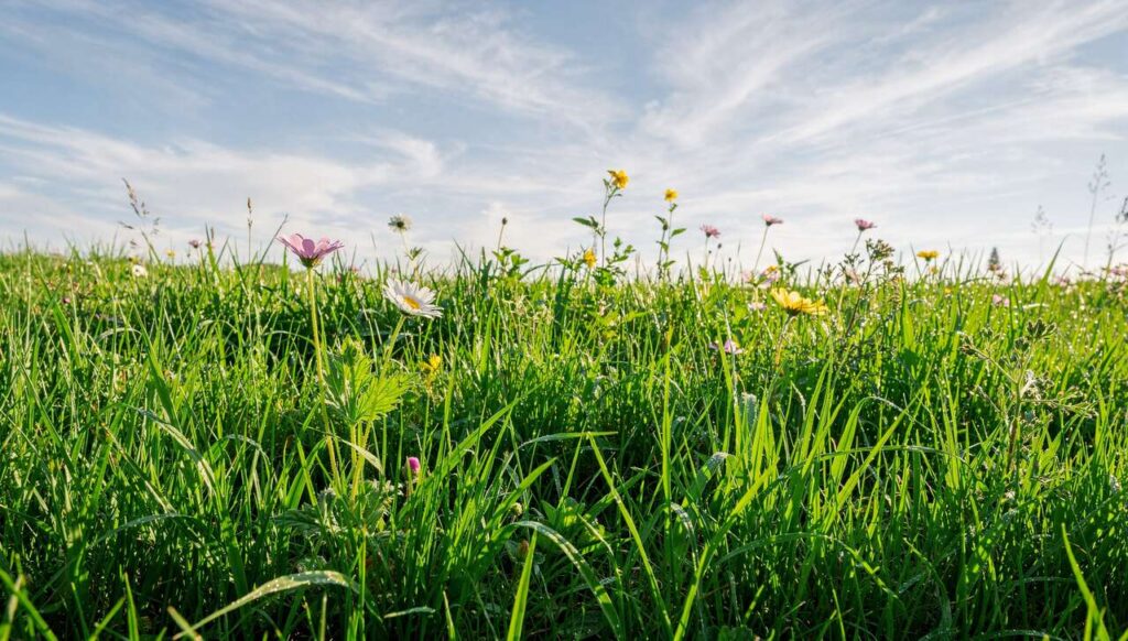Il tuo prato non riparte? Il gesto da fare subito per un'erba più densa in primavera