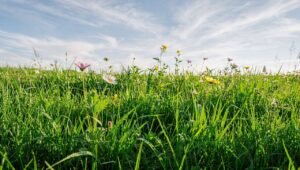 Il tuo prato non riparte? Il gesto da fare subito per un'erba più densa in primavera