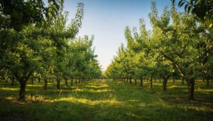 I tuoi fruttiferi fanno molte foglie ma pochi frutti? Questo concime naturale sconosciuto rilancia finalmente la produzione