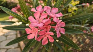 Questa bella pianta dai fiori rosa è vietata in Europa: molti giardinieri lo ignorano